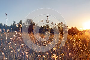 Abstract warm landscape of dry wildflower and grass meadow on warm golden hour sunset or sunrise time. Tranquil autumn