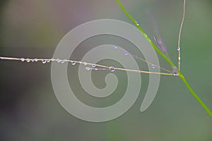 Abstract water droplets on thin twig with blurred background