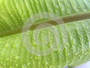 Abstract water drops banana leaf