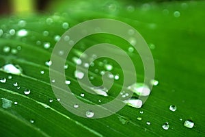 Abstract water drops on fresh green banana leave