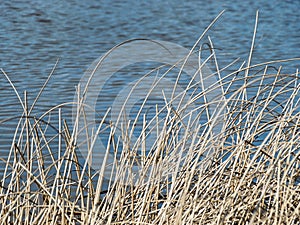 Abstract water and dry reed texture, suitable for background