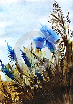 Abstract watercolor background. Stalks and ears of dry grass against a blue sky. Bright blue flowers. Natural buffy-earth colors.