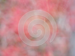 Abstract Watercolor Flower Background for Backdrop in Shades of Rose and Pink