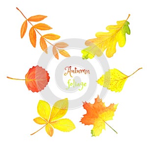 Autumn watercolor set. Bright leaves isolated on white.