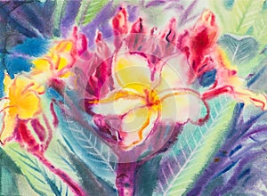 Abstract watercolor original painting purple,yellow color of Frangipani photo