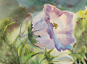 Abstract Watercolor painting of blooming spring bellflower