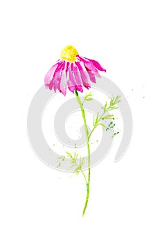 Abstract watercolor pink Chamomile pyrethrum illustration. Isolated on white background