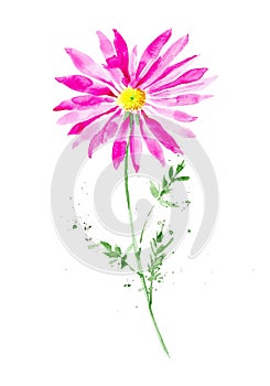 Abstract watercolor pink Chamomile pyrethrum illustration. Isolated on white background