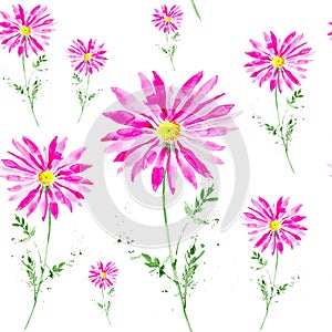 Abstract watercolor pink Chamomile pyrethrum illustration. Isolated on white background.Seamless pattern