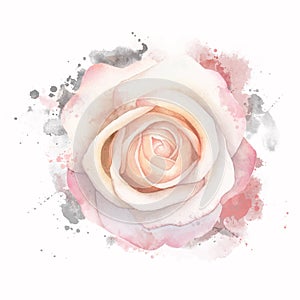 Abstract watercolor rose on white background. Watercolor grunge painting illustration