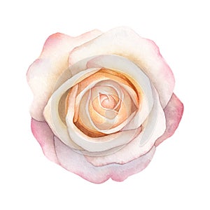 Abstract watercolor rose on white background. Watercolor painting grunge illustration