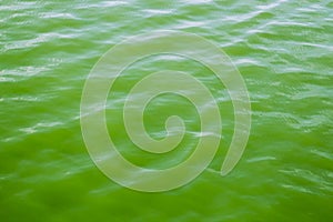 Abstract wavy liquid green background with reflections