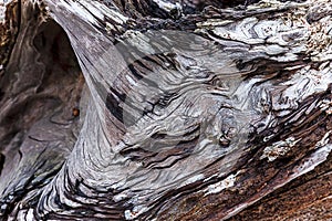 Abstract of weathered tree stump.