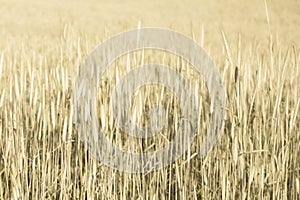 Abstract wheat field texture. meadow nature background