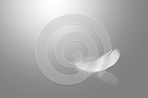 Abstract White Bird Feather Falling with Reflection. Swan Feather on Gray Background.