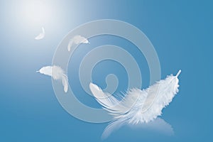 Abstract White Bird Feathers in A Blue Sky. Softness of Feather Falling in The air