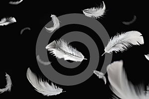 Abstract White Bird Feathers Falling in The Air. Feathers Floating on Black Background