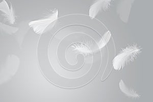 Abstract White Bird Feathers Falling in The Air. Feathers Floating in Heavenly