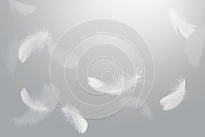 Abstract White Bird Feathers Falling in The Sky. Feathers Floating in Heavenly