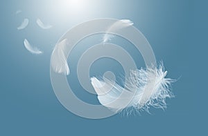 Abstract White Bird Feathers Falling in The Sky. Freedom, Feather Softness, Floating White Feather