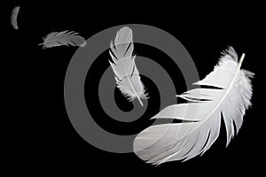 Abstract, a white bird feathers floating in the air, on black or dark background.
