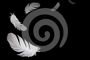 Abstract, a white bird feathers floating in the air. black or dark background.