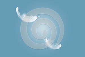 Abstract White Bird Feathers Floating in The Air. Freedom, Feather Softness, Falling White Feathers.