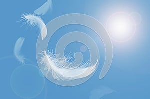 Abstract White Bird Feathers Floating in A Blue Sky. Softness of Feathers Falling in Heavenly