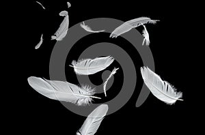 Abstract White Bird Feathers Floating in The Dark. Feather on Black Background. Down Feathers