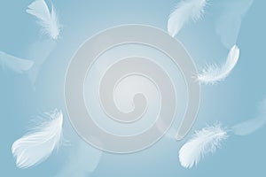 Abstract White Bird Feathers Flying in The Sky. Feathers Floating in Heavenly