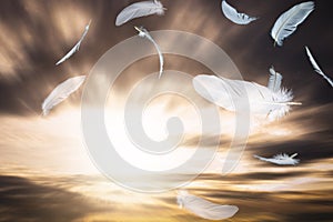 Abstract A White Bird Feathers Flying in The Sunset Sky. Feathers Floating in Dreaming Heavenly