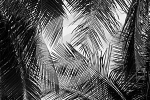 Abstract white and black coconut palms leaf