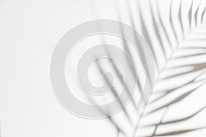 Abstract white clean background with shadow from palm or monstera leaves. Gray shadow photo overlay. Tropical tree