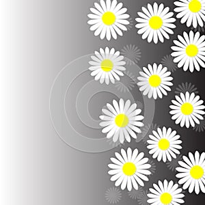 Abstract White Daisies in Gray Background