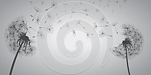 Abstract white dandelions, dandelion with flying seeds - vector photo