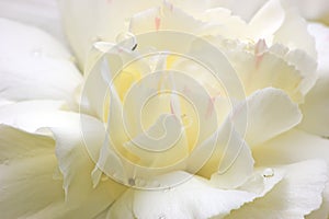 Abstract White Flower Petals Macro photo