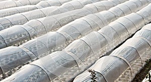 Abstract white greenhouses photo