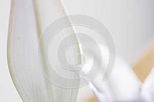 Abstract white minimal flower background with waves and blurred backdrop. Elegant minimal close-up