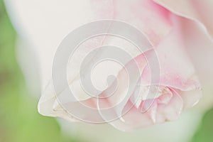 Abstract white minimal flower background with waves and blurred backdrop. Elegant minimal close-up