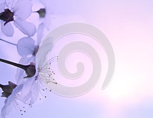 Abstract White spring flowers on a sunrise soft blue and pink sky background. Spring border template floral background image, free