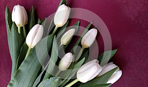 Abstract with white tukips