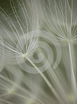 Abstract wild flower seed head founf in Tuscany