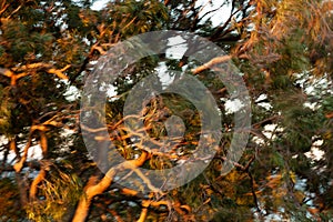 Abstract windy eucalyptus tree at windy and fiery sunset storm