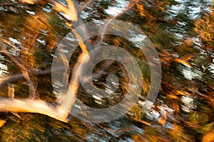 Abstract windy eucalyptus tree at windy and fiery sunset storm