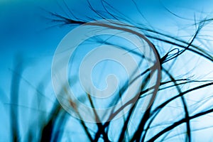 Abstract windy hair texture. Backlit silhouette