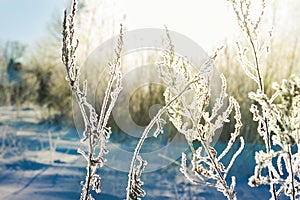 Abstract winter blur background. plant covered with snow.