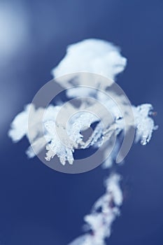 Abstract winter ice crystal