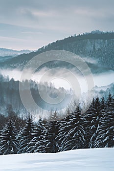 Abstract winter landscape with snow covered trees and fog in the valley