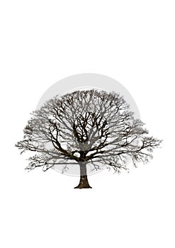 Abstract Winter Oak Tree