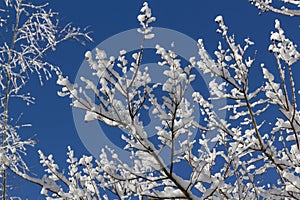 Abstract Winter Scene of Tree Branches Covered in Ice and Snow